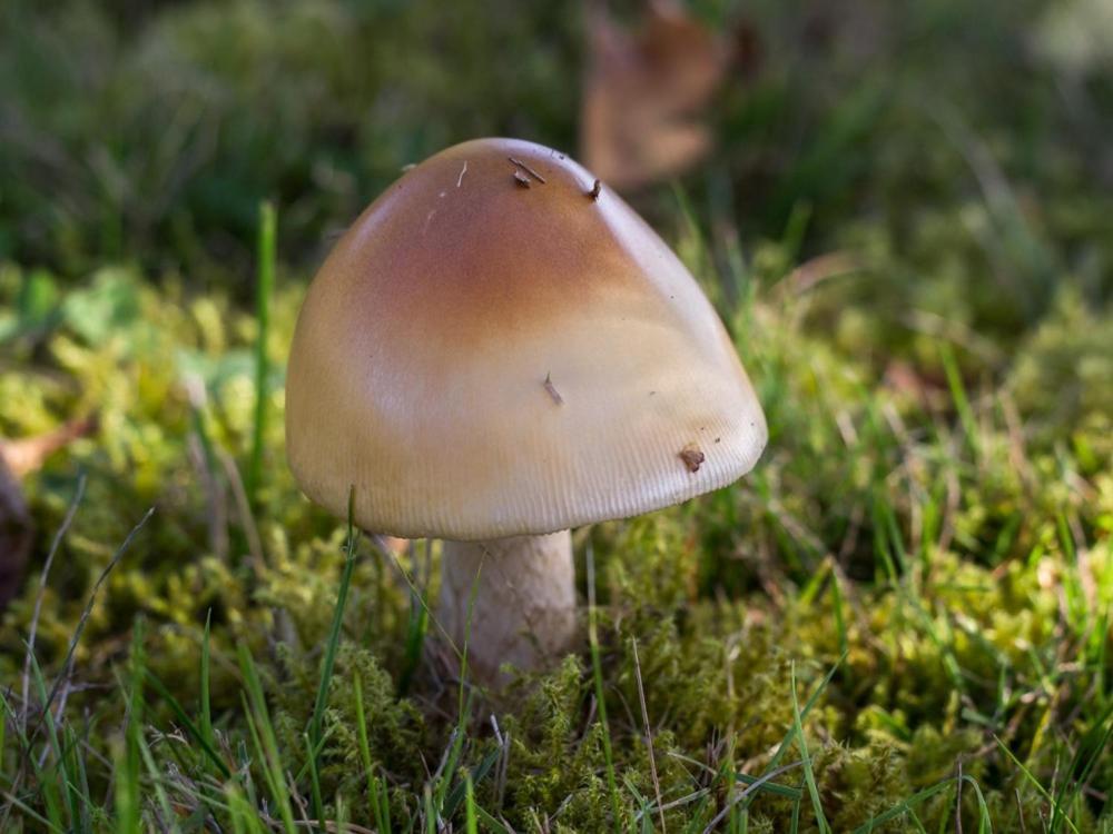 Reves De Bois Villa Loubeyrat Kültér fotó